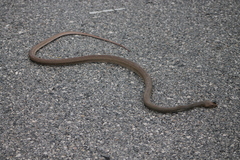 Masticophis mentovarius