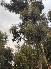 Eucalyptus cladocalyx