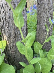 Mertensia virginica