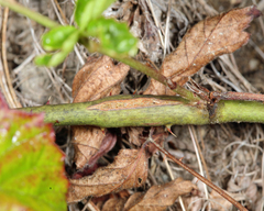 Neolasioptera nodulosa