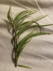 Chilopsis linearis
