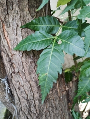 Azadirachta indica
