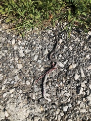 Pantherophis ramspotti
