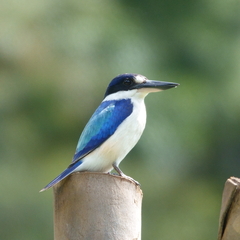 Todiramphus macleayii