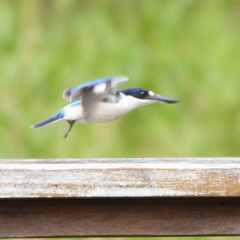 Todiramphus macleayii
