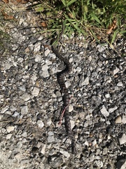 Pantherophis ramspotti