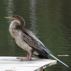 Anhinga novaehollandiae