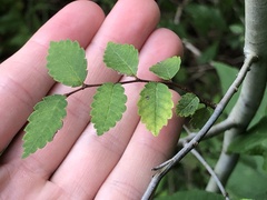 Ulmus parvifolia