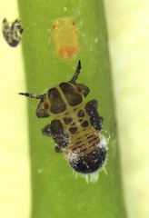 Blastopsylla occidentalis