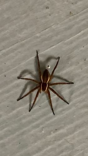 Six-spotted Fishing Spider