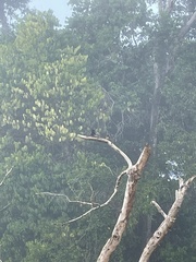 Hirundo tahitica