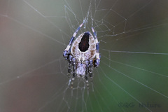 Neoscona multiplicans