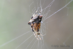 Neoscona multiplicans