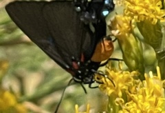 Atlides halesus