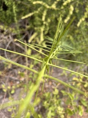 Rhamnaceae