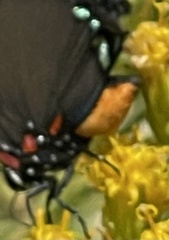 Atlides halesus