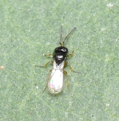 Scelionidae