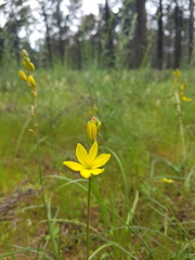 Bulbine bulbosa