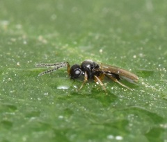 Scelionidae