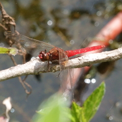 Rhodothemis lieftincki