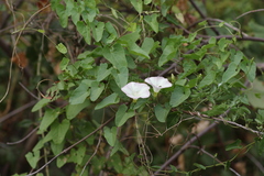 Convolvulus arvensis