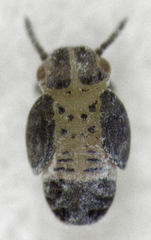 Blastopsylla occidentalis