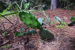 Opuntia mesacantha