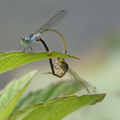 Ischnura pruinescens