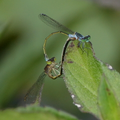 Ischnura pruinescens