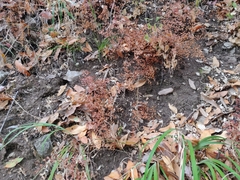 Adiantum jordanii image