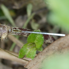 Agriocnemis argentea