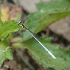 Agriocnemis argentea