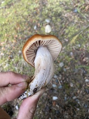 Cortinarius caperatus