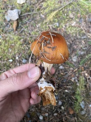 Cortinarius caperatus