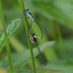 Ischnura pruinescens