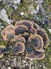 Trametes versicolor