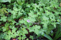 Geranium seemannii