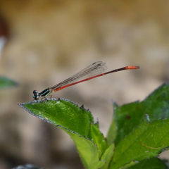 Argiocnemis rubescens