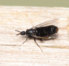 Scatopsidae
