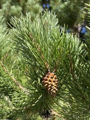 Pinus contorta