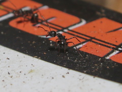 Dolichoderus thoracicus