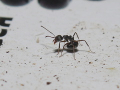 Dolichoderus thoracicus