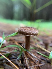 Inocybe lacera