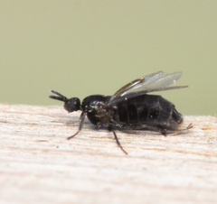 Scatopsidae