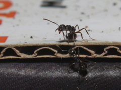 Dolichoderus thoracicus