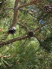 Pinus contorta