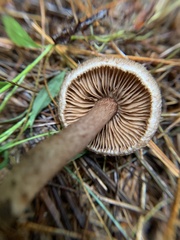 Inocybe lacera