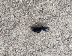 Scarites subterraneus