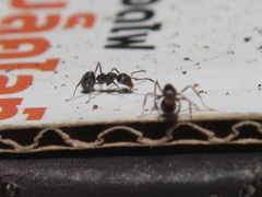 Dolichoderus thoracicus