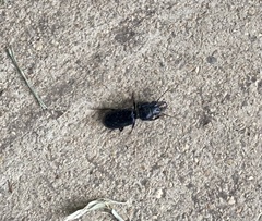 Scarites subterraneus